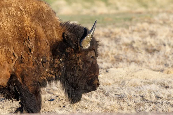 Bison Amérique Également Connu Sous Nom Buffle Dans Parc National — Photo