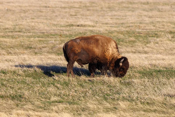 American Bison Ook Bekend Als Buffel Het Badlands National Park — Stockfoto