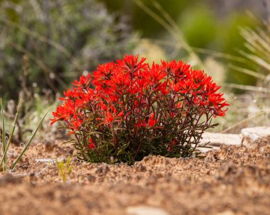 Castilleja angustifolia yaban çiçeği, aynı zamanda kuzeybatı Hint boya fırçası olarak da bilinir ve Utah 'ta ilkbaharda çöl boyası.