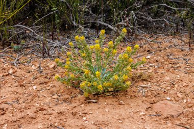 Baharda Capitol Resifi Ulusal Parkı 'nda Sarı Catspaw (Cryptantha flava).