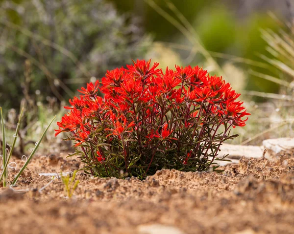 Castilleja Angustifolia Wildflower Também Conhecido Como Pincel Indiano Noroeste Pincel — Fotografia de Stock