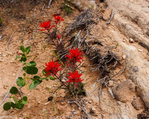 Castilleja Angustifolia Wildflower Também Conhecido Como Pincel Indiano Noroeste Pincel — Fotografia de Stock