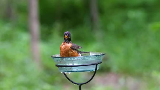 Robin Americano Turdus Migratorius Salpicando Água Banho Aves Wisconsin Durante — Vídeo de Stock