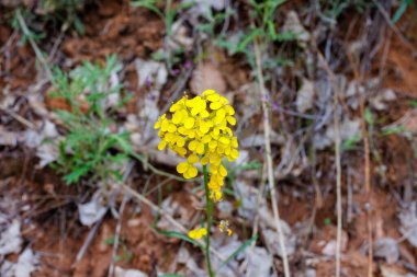 Batı duvar çiçeği (Erysimum Capitatum) baharda Zion Ulusal Parkı 'nda çekildi