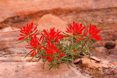 Castilleja angustifolia yaban çiçeği, aynı zamanda kuzeybatı Hint boya fırçası olarak da bilinir ve Utah 'ta ilkbaharda çöl boyası. Seçici odak, arkaplan bulanıklığı ve ön plan bulanıklığı.