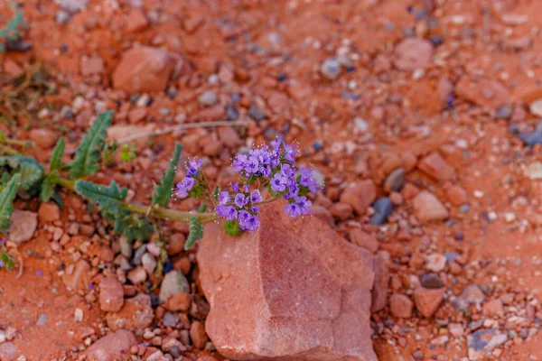 Scorpion Weed Phacelia Crenulata Στην Αριζόνα Την Άνοιξη — Φωτογραφία Αρχείου