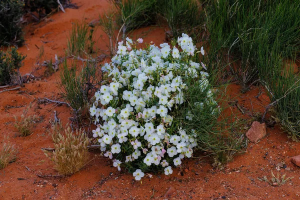 Bleka Aftonprimula Oenothera Pallid Norra Arizona Våren Selektivt Fokus Bakgrundssuddighet — Stockfoto