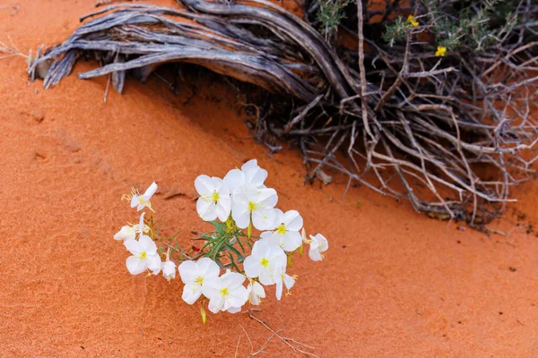 Prímula Noite Pálida Oenothera Pallid Norte Arizona Durante Primavera Foco — Fotografia de Stock