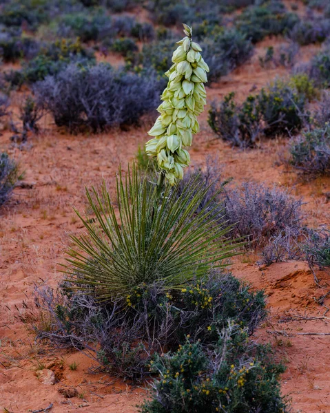 Yucca Angustissima Também Conhecida Como Yucca Narrowleaf Deserto Norte Arizona — Fotografia de Stock