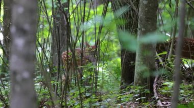 Beyaz kuyruklu geyik (Odocoileus virginianus), yaz başında Wisconsin ormanlarında fidan yapraklarıyla beslenen geyiklerdir.. 