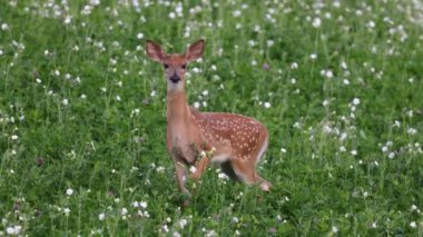 Beyaz kuyruklu geyik (Odocoileus virginianus), yaz başında Wisconsin ormanlarında çiçek tarlalarında benekleri olan geyiklerdir..