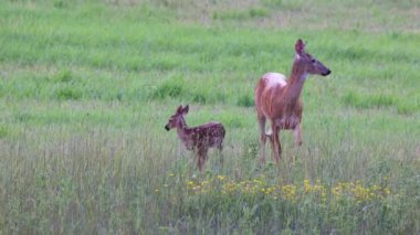 Beyaz kuyruklu geyik (Odocoileus virginianus) geyiği, yazın başında Wisconsin 'de benekli geyiğini yalıyor..