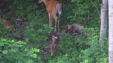 Beyaz kuyruklu geyik (Odocoileus virginianus) yazın Wisconsin 'de bir orman tepesinde annesini izleyen geyik yavrusu tespit etti..
