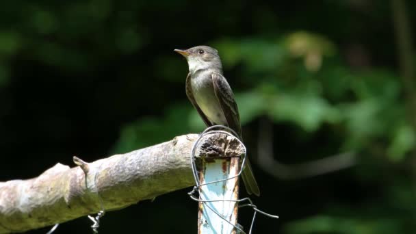 Eastern Wood Pewee Contopus Virens Its Perch Looking Insects Flying — Stock Video