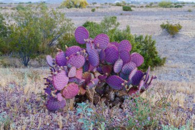 Opuntia bazilaris, Amerika Birleşik Devletleri 'nin güneybatısında bulunan bir kaktüs türüdür. Mojave, Anza-Borrego ve Colorado Çölleri 'nde, Colorado Platosu' nda ve Meksika 'nın kuzeybatısında bulunur..