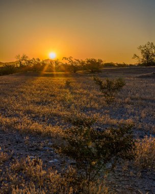 Baharda Arizona 'da sonoran çölünde gün doğumu