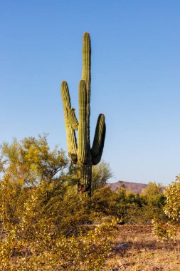 Saguaro kaktüsü (Carnegiea gigantea) Arizona 'nın Sonoran Çölü' nde bahar boyunca. 