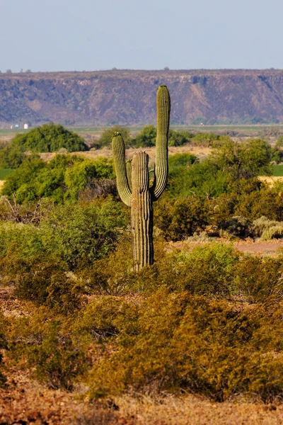 Saguaro Cactus Carnegiea Gigantea Sonoran Desert Arizona Spring — Stock Photo, Image