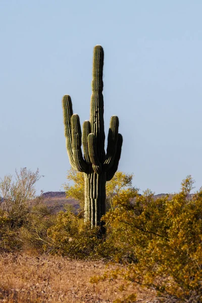 Saguaro Κάκτος Carnegiea Gigantea Στην Έρημο Sonoran Της Αριζόνα Την — Φωτογραφία Αρχείου