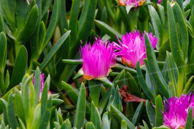 San Diego County, Kaliforniya 'da kıyı şeridi yakınlarındaki Buz Fabrikası' nın (carpobrotus chilensis) kapanışı. 
