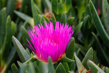 San Diego County, Kaliforniya 'da kıyı şeridi yakınlarındaki Buz Fabrikası' nın (carpobrotus chilensis) kapanışı. 