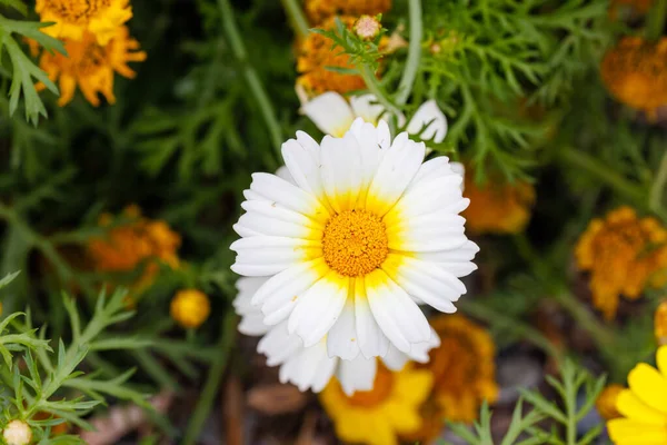 Taç papatyası (Glebionis coronaria), San Diego County, Kaliforniya 'da kıyı kenti yakınlarında çiçek açar.. 