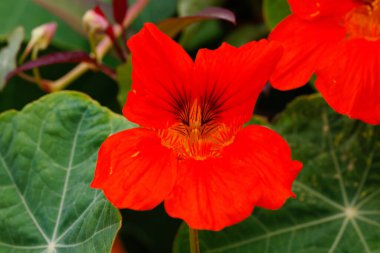 Bahçe nasturtiyumunun (Tropaeolum majus) kapanışı, baharda San Diego County, Kaliforniya 'da yetişen bir çiçek bitkisidir..