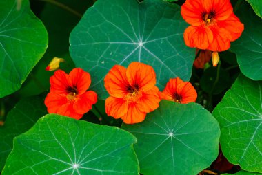 Bahçe nasturtiyumunun (Tropaeolum majus) kapanışı, baharda San Diego County, Kaliforniya 'da yetişen bir çiçek bitkisidir..
