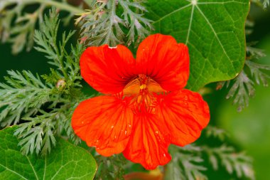 Bahçe nasturtiyumunun (Tropaeolum majus) kapanışı, baharda San Diego County, Kaliforniya 'da yetişen bir çiçek bitkisidir..