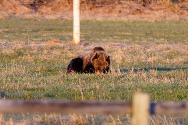 Batı Wyoming 'deki Bridger-Teton Ulusal Ormanı' nda çitlerle çevrili bir at otlağında beslenen boz ayı (Ursus arctos horribilis)