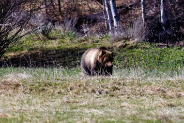 Batı Wyoming 'deki Bridger-Teton Ulusal Ormanı' nda yiyecek arayan Boz Ayı (Ursus arctos horribilis)