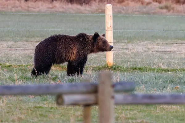 Медведь Гризли Ursus Arctos Horribilis Стоит Огороженном Пастбище Национальном Лесу — стоковое фото