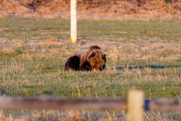 Гризли Медведь Ursus Arctos Horribilis Кормится Огороженном Пастбище Национальном Лесу — стоковое фото