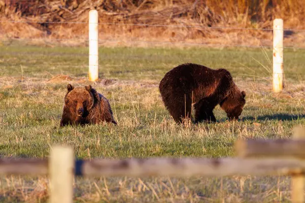 Два Медведя Гризли Ursus Arctos Horribilis Кормятся Огороженном Конном Пастбище — стоковое фото
