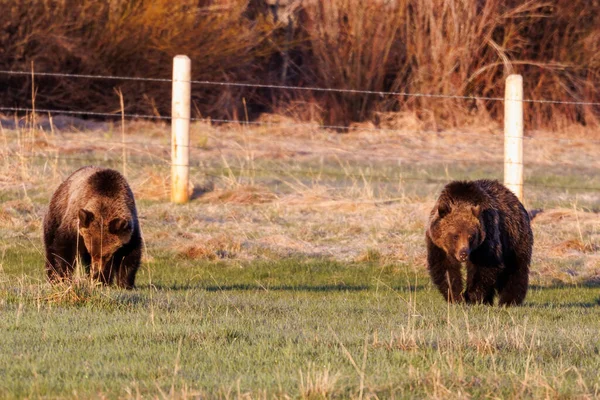 Twee Grizzlyberen Ursus Arctos Horribilis Voeden Zich Een Omheind Paardenweiland — Stockfoto