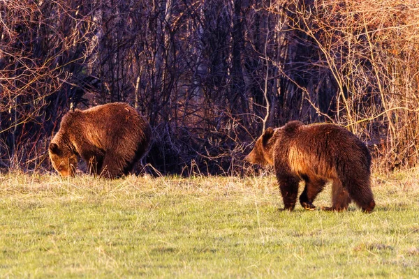 Zwei Grizzlybären Ursus Arctos Horribilis Auf Einer Pferdeweide Bridger Teton — Stockfoto
