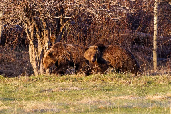 Два Медведя Гризли Ursus Arctos Horribilis Лошадином Пастбище Национальном Лесу — стоковое фото