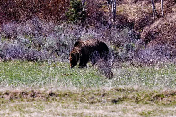Niedźwiedź Grizzly Ursus Arctos Horribilis Poszukuje Pożywienia Wiosną Bridger Teton — Zdjęcie stockowe