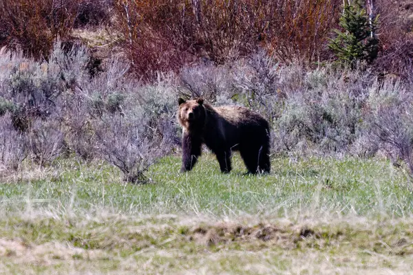 Grizzlybeer Ursus Arctos Horribilis Zoek Naar Voedsel Het Voorjaar Het — Stockfoto
