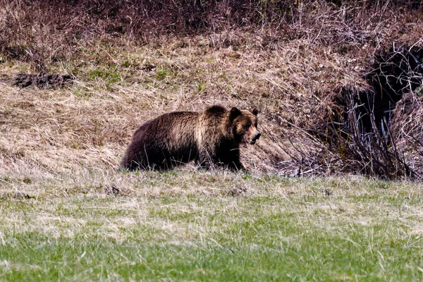 Grizzlybeer Ursus Arctos Horribilis Zoek Naar Voedsel Het Voorjaar Het — Stockfoto