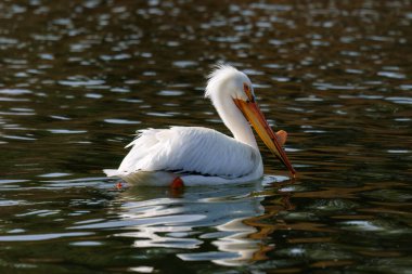 Amerikan Beyaz Pelikanı (Pelecanus erythrorhynchos) Grand Teton Ulusal Parkı 'ndaki Yılan Nehri üzerinde Oxbow Bend' de.  