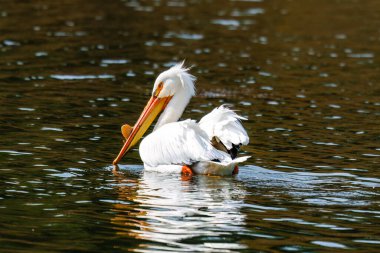 Amerikan Beyaz Pelikanı (Pelecanus erythrorhynchos) Grand Teton Ulusal Parkı 'ndaki Yılan Nehri üzerinde Oxbow Bend' de.  