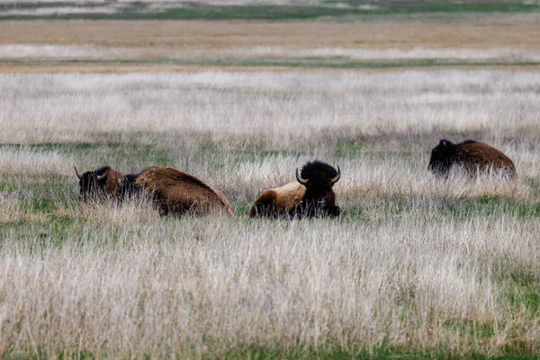 Amerikaanse Bizons Ook Bekend Als Buffels Die Het Voorjaar Een — Stockfoto