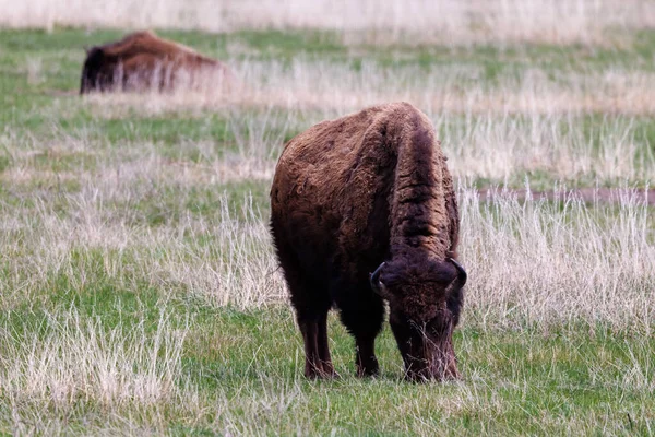 Amerikanische Bisons Auch Als Büffel Bekannt Weiden Frühling Auf Einer — Stockfoto