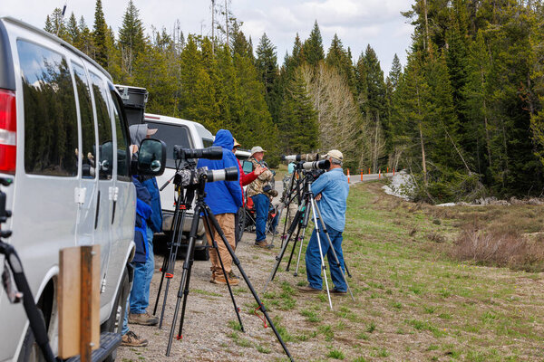 Colter Bay Village, Wyoming, USA  - May 17 2023: Vehicles and photographers near Pilgrim Creek in Grand Teton National Park waiting for the famous grizzly bear 399 to come out of the forest. 