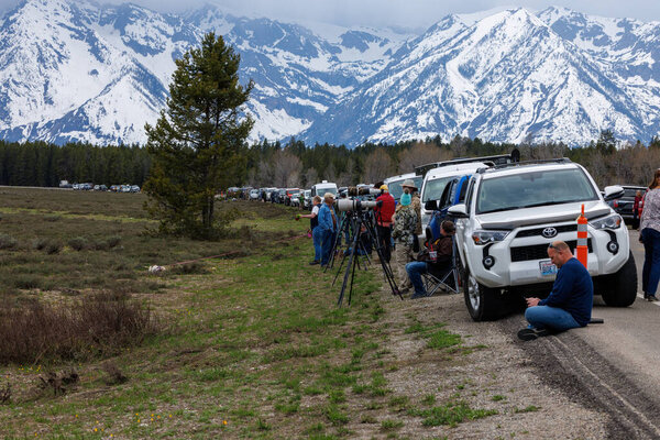 Colter Bay Village, Wyoming, USA  - May 17 2023: Vehicles and photographers near Pilgrim Creek in Grand Teton National Park waiting for the famous grizzly bear 399 to come out of the forest. 
