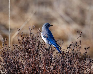 Mavi Dağ Kuşu (Sialia currucoides), baharda bulanık bir arka plana sahip bir çalılığa tünemişti.