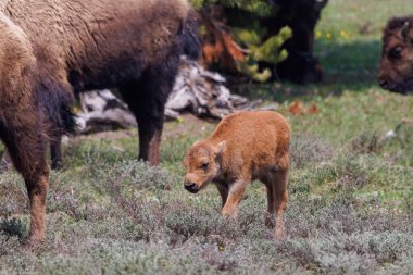 Amerikan bizon yavrusu. Kırmızı köpek olarak da bilinir. Baharda Yellowstone Ulusal Parkı 'ndaki bir çim tarlasında bizon sürüsüyle..