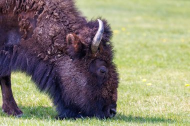 Bizon olarak da bilinen Amerikan bizonunun yakınında, baharda Yellowstone Ulusal Parkı 'ndaki bir çim tarlasında otlanıyor..