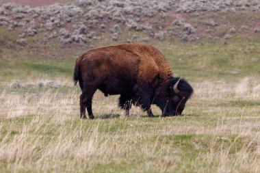 Bizon olarak da bilinen Amerikan bizonu, baharda Yellowstone Ulusal Parkı 'nda çim tarlasında otluyor..